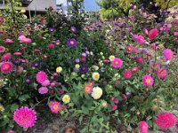 then an eye-popping garden