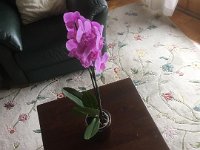 An orchid finds a surer home at Lynn's