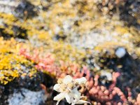 Edelweiss