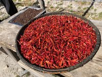 Timut Pepper (rectangular tray on left) and chillies drying in the sun