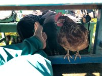 Even had a roaming chicken who liked to peck