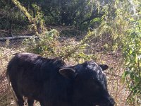 Ganja consuming bovine