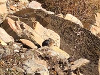 A pika!