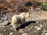 Another big white yak