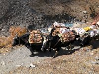 And the local yak fleet bring back the winter's fuel