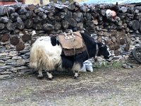 The yak fleet is getting ready too