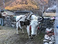 What a bruiser this guy is