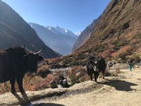 Some more standard black models