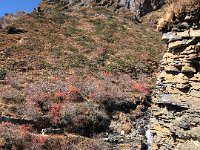 Mountain path and torrent