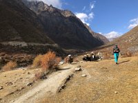 Passing the yak train