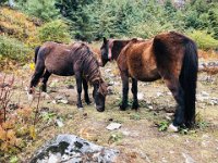 Stocky horses graze along the side of the trail