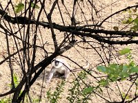 A langur in the fields