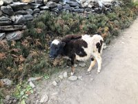 a yak calf