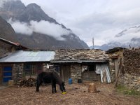 Horse in courtyard having a snack