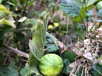 Well-protected fruit