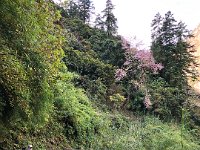 A wild cherry maybe?