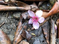 Chumling to Pewa 3 November 2019