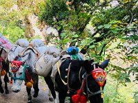 Well-decorated pack train