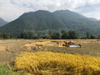 .... where the harvest of upland rice proceeds