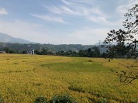 Rice yet to be harvested