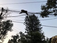 Back in Kathmandu where the monkeys use the defunct overhead lines for transport