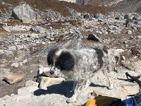 Little pup exploring