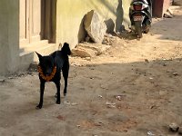 During Diwali, even the dogs get necklaces of marigolds