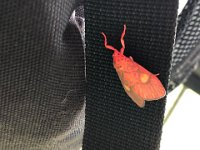 wow! there's an insect dressed up for Diwali?!