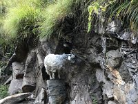 a good place for goats
