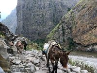 our first pack train