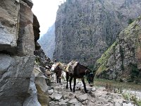 how do horses know where they are putting their four feet?