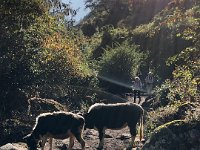 Beasties in the trail