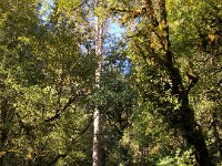 Some impressive tress