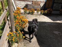 And marigolds and a black dog