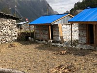Little calves in front of newly constructed buildings built purported to resist earthquakes