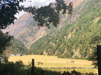 A huge field of barley on a river terrace