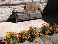and marigolds and an old bench