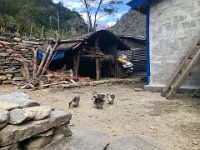 Ducklings in a courtyard (for what?)
