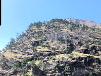 An open pine forest at this elevation