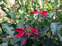 Pointsetta plants grow into trees in Nepal. This one is outside the room in which we were staying