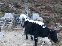 Make way for yaks