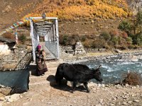 Humans and yaks are learning early