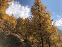 Larch forest feeling the season