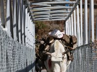 The lead yak has the right-of-way