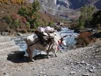 With its load of firewood