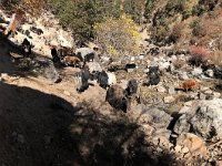 we crossed the stream and entered the local pack animal station