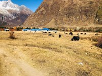 and we are entering the school and yak staging area