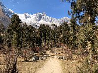 a very different looking forest