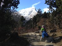 through the deodar cedars