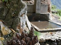Pine cones and a nice water point in the village